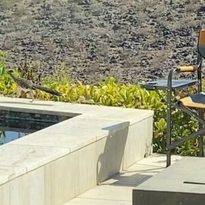 Dean Cain Instagram - . #DesertLife #Roadrunner drinking out of my jacuzzi!