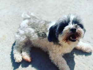Dean Cain Instagram - Malibu wants everyone to have a nice day!  She’s leading by example! 😁 #doglife