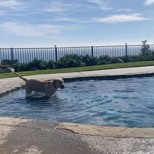 Dean Cain Instagram - And now she’s taking a leisurely swim… I’m glad she’s so comfortable!! #Houseguest