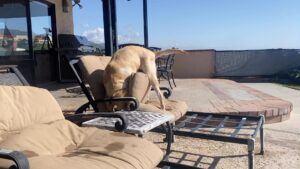 Dean Cain Instagram - My sister’s dog visiting for the weekend.
Making herself at home! 🤣