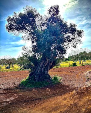Dean Cain Instagram - What this old Spanish tree has lived through… 🙏🏼