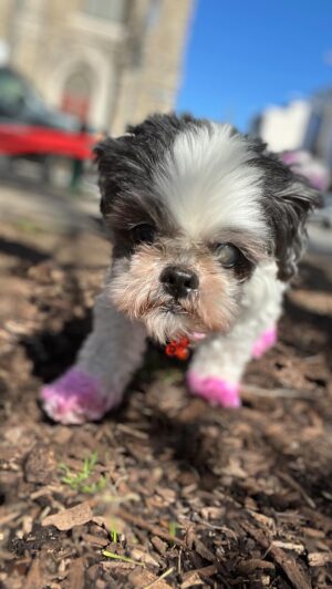 Deanna Diaz Instagram - 𝐌𝐲 𝐒𝐡𝐨𝐥𝐢𝐭𝐚’𝐬 𝟏𝟕𝐭𝐡 𝐛𝐢𝐫𝐭𝐡𝐝𝐚𝐲 🐾💘🎉
•
Sholi turns 17!!! She was actually born on Mother’s Day, 17 years ago and has been my furry angel ever since. To my sweetest, sassiest, my ride to die who has been my sunshine through my ups and downs. I love you Sholita 🐾💘, you are one of a kind! #05132007 🌟