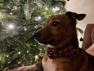 Dehenna Davison Instagram - A very Merry Christmas from us to you all! 🎄

Here’s hoping your day has been as full of good wine, good food, and good company as ours has been. We’re now curled up in front of the telly ready for the Christmas Wheel. Can’t work out if it’ll be me or Carter asleep on the sofa first! 

Much love everyone,
D