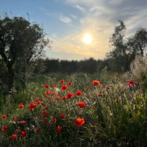 Delphine McCarty Instagram - Bon ben…ça ressemble à la gare d’Avignon donc ça sent la fin des vacances de Pâques!! Bye bye les Alpilles, les ami(e)s chéri(e)s , les couchers de soleil à couper le souffle, l’huile d’olive du moulin de maître Cornille: @moulin.cornille , les déjeuners au @lerelaisducastelet , les brunchs du dimanche  @aux_ateliers, les matinées à l’ @ecurieducastillon, les balades interminables en vtt…La seule bonne nouvelle c’est que Marcel va rester blanc plus de deux heures de suite…on se console comme on peut!😋
💛🍃💛 
#alpilles #provence #amis#olives#soleil 
💛🍃💛
