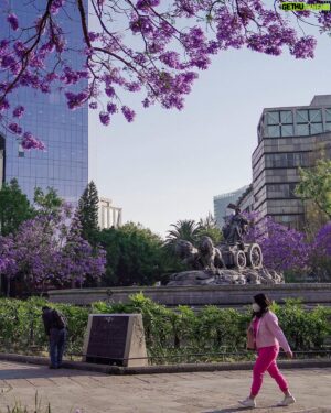 Demián Bichir Instagram - • @nytimes Every spring, jacarandas bloom in Mexico City. The colorful purple flowers are a living legacy of a Japanese gardener.

In 1930, President Pascual Ortiz Rubio of Mexico wanted cherry trees to decorate the country’s capital after seeing them line the streets of Washington. Tatsugoro Matsumoto, a Japanese immigrant who tended the gardens of Chapultepec, then the presidential residence in Mexico City, tried to fulfill his request, but the winters were not cold enough for the cherries to fully blossom. So he came up with a different solution, planting another tree known for its colorful flowers: jacarandas.

History has blurred some details of the president’s request and its execution, but today the jacarandas stand tall among the city’s greenery, a lush canopy heralding spring’s arrival.

Read more about the purple flowers at the link in our bio. Photos and video by @mariancaa