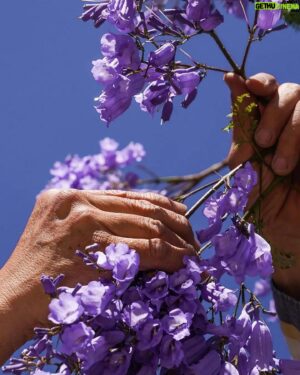 Demián Bichir Instagram - • @nytimes Every spring, jacarandas bloom in Mexico City. The colorful purple flowers are a living legacy of a Japanese gardener.

In 1930, President Pascual Ortiz Rubio of Mexico wanted cherry trees to decorate the country’s capital after seeing them line the streets of Washington. Tatsugoro Matsumoto, a Japanese immigrant who tended the gardens of Chapultepec, then the presidential residence in Mexico City, tried to fulfill his request, but the winters were not cold enough for the cherries to fully blossom. So he came up with a different solution, planting another tree known for its colorful flowers: jacarandas.

History has blurred some details of the president’s request and its execution, but today the jacarandas stand tall among the city’s greenery, a lush canopy heralding spring’s arrival.

Read more about the purple flowers at the link in our bio. Photos and video by @mariancaa
