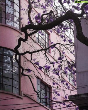 Demián Bichir Instagram - • @nytimes Every spring, jacarandas bloom in Mexico City. The colorful purple flowers are a living legacy of a Japanese gardener.

In 1930, President Pascual Ortiz Rubio of Mexico wanted cherry trees to decorate the country’s capital after seeing them line the streets of Washington. Tatsugoro Matsumoto, a Japanese immigrant who tended the gardens of Chapultepec, then the presidential residence in Mexico City, tried to fulfill his request, but the winters were not cold enough for the cherries to fully blossom. So he came up with a different solution, planting another tree known for its colorful flowers: jacarandas.

History has blurred some details of the president’s request and its execution, but today the jacarandas stand tall among the city’s greenery, a lush canopy heralding spring’s arrival.

Read more about the purple flowers at the link in our bio. Photos and video by @mariancaa