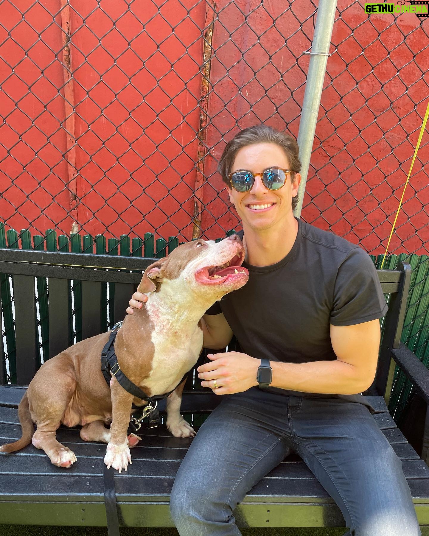 Derek Klena - 22.3K Likes - Meet “Her Majesty” ❤️ this little bundle of joy and love is one of many pets looking for a wonderful home at the @nycacc . She has been at the shelter for 58 days and deserves that forever home. Her ID is 146926. This Saturday they have a special “Clear The Shelters” adoption event from 11am-5pm where they will be waiving adoption fees! Check out the link below (and in bio) if you are interested in adopting “Her Majesty,” or if you like to hear more info about the shelter and/or their other animals. Please forward to anyone and everyone who may be looking for that special someone and lets help find these sweeties a home! #takeabowwow #boroughbred https://www.nycacc.org/cleartheshelters