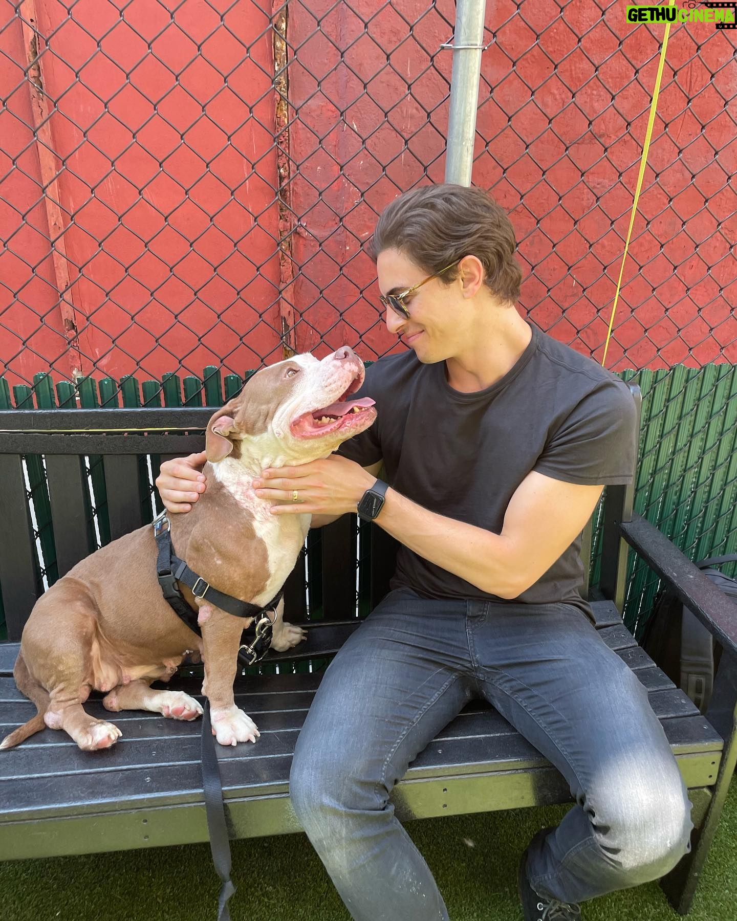 Derek Klena - 22.3K Likes - Meet “Her Majesty” ❤️ this little bundle of joy and love is one of many pets looking for a wonderful home at the @nycacc . She has been at the shelter for 58 days and deserves that forever home. Her ID is 146926. This Saturday they have a special “Clear The Shelters” adoption event from 11am-5pm where they will be waiving adoption fees! Check out the link below (and in bio) if you are interested in adopting “Her Majesty,” or if you like to hear more info about the shelter and/or their other animals. Please forward to anyone and everyone who may be looking for that special someone and lets help find these sweeties a home! #takeabowwow #boroughbred https://www.nycacc.org/cleartheshelters