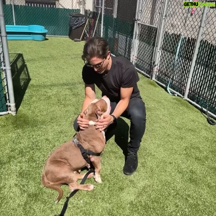 Derek Klena - 22.3K Likes - Meet “Her Majesty” ❤️ this little bundle of joy and love is one of many pets looking for a wonderful home at the @nycacc . She has been at the shelter for 58 days and deserves that forever home. Her ID is 146926. This Saturday they have a special “Clear The Shelters” adoption event from 11am-5pm where they will be waiving adoption fees! Check out the link below (and in bio) if you are interested in adopting “Her Majesty,” or if you like to hear more info about the shelter and/or their other animals. Please forward to anyone and everyone who may be looking for that special someone and lets help find these sweeties a home! #takeabowwow #boroughbred https://www.nycacc.org/cleartheshelters