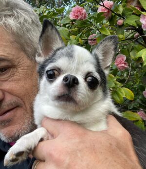 Dermot Mulroney Instagram - 🌸 last week we ALMOST lost Posie but she pulled through!! 🌸👑 talk about tough ! 🙏👊 #itainteasybeingqueen 🐶👑 #chihuahua
