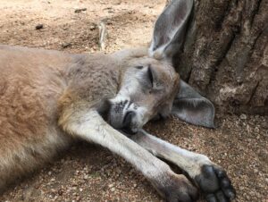 Diana Hopper Instagram - It’s not a secret that Australia and it’s wildlife hold a special place in my heart. ❤️ Please visit the link in my bio or any of the pages tagged in this photo to donate today. Anything (and I mean anything) helps. 🇦🇺❤️🇦🇺