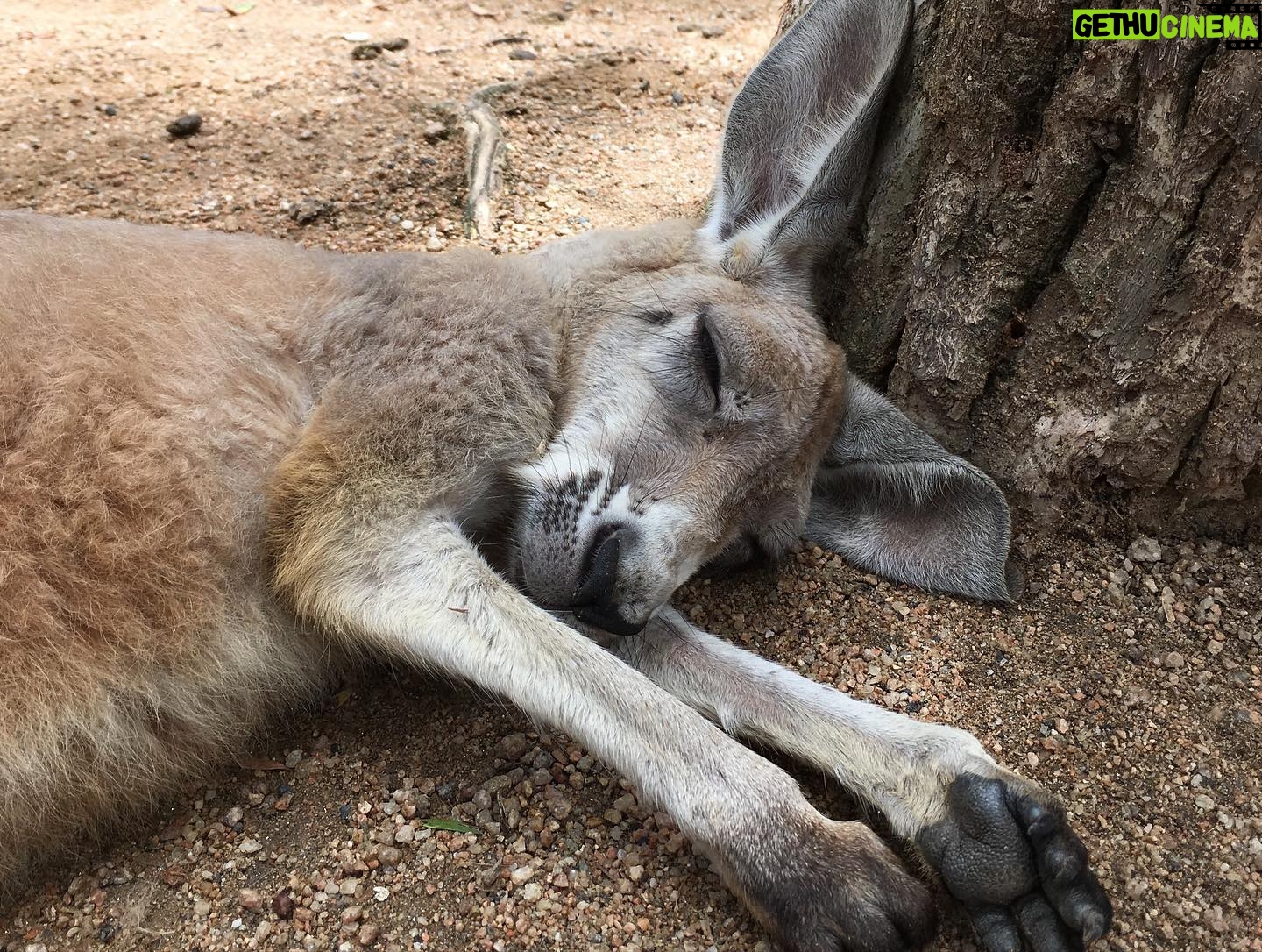 Diana Hopper - 1.3K Likes - It’s not a secret that Australia and it’s wildlife hold a special place in my heart. ❤️ Please visit the link in my bio or any of the pages tagged in this photo to donate today. Anything (and I mean anything) helps. 🇦🇺❤️🇦🇺