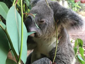 Diana Hopper Instagram - It’s not a secret that Australia and it’s wildlife hold a special place in my heart. ❤️ Please visit the link in my bio or any of the pages tagged in this photo to donate today. Anything (and I mean anything) helps. 🇦🇺❤️🇦🇺