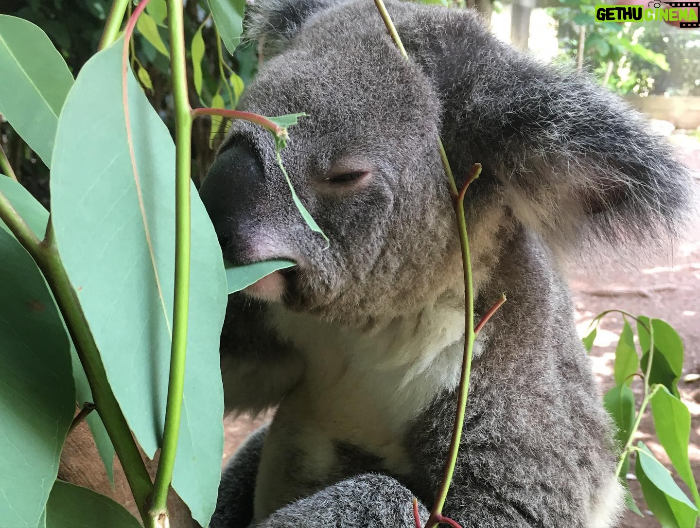 Diana Hopper - 1.3K Likes - It’s not a secret that Australia and it’s wildlife hold a special place in my heart. ❤️ Please visit the link in my bio or any of the pages tagged in this photo to donate today. Anything (and I mean anything) helps. 🇦🇺❤️🇦🇺