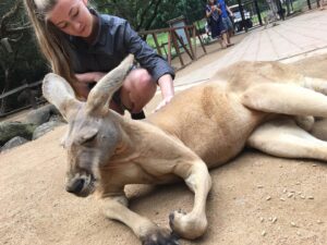 Diana Hopper Instagram - It’s not a secret that Australia and it’s wildlife hold a special place in my heart. ❤️ Please visit the link in my bio or any of the pages tagged in this photo to donate today. Anything (and I mean anything) helps. 🇦🇺❤️🇦🇺