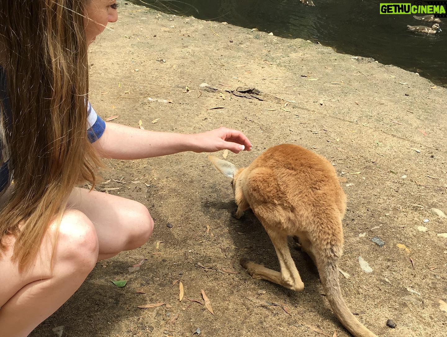 Diana Hopper - 1.3K Likes - It’s not a secret that Australia and it’s wildlife hold a special place in my heart. ❤️ Please visit the link in my bio or any of the pages tagged in this photo to donate today. Anything (and I mean anything) helps. 🇦🇺❤️🇦🇺
