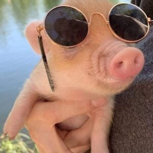 Diego Martir Instagram - i want a baby pig 🥺
