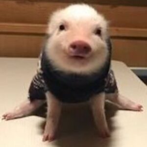 Diego Martir Instagram - i want a baby pig 🥺