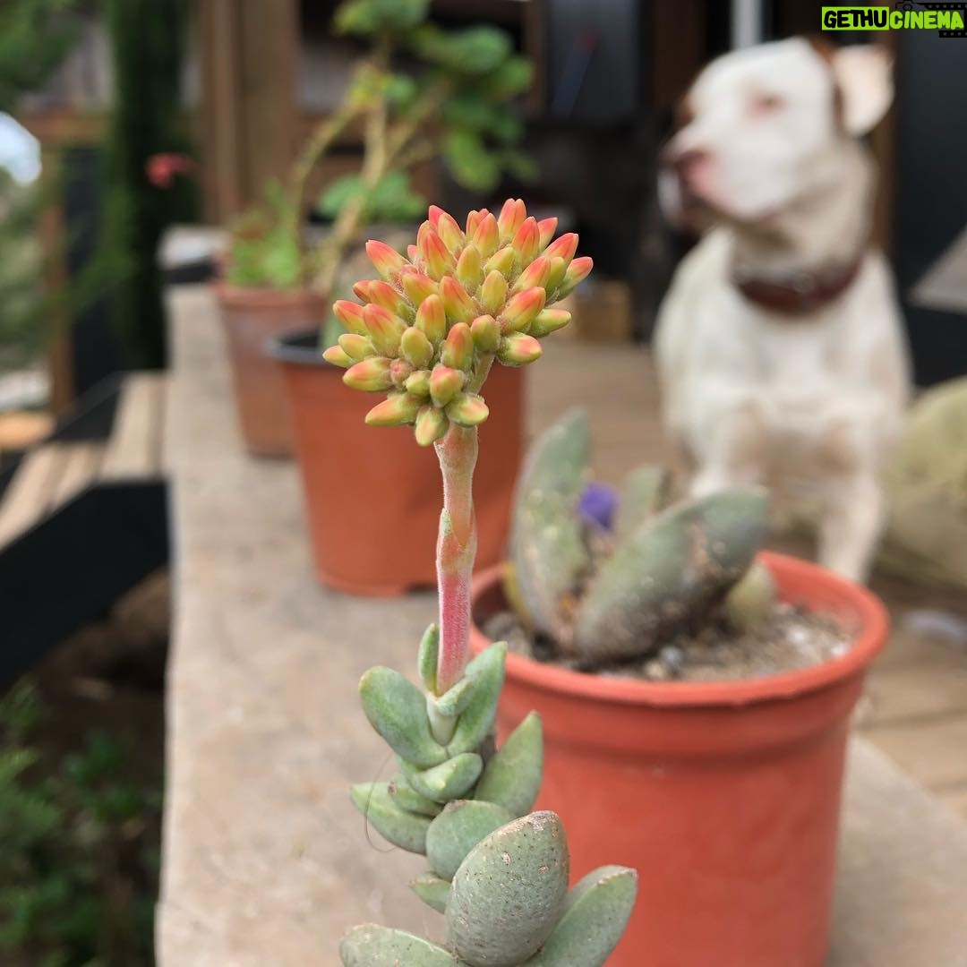 Diego Muñoz - 879 Likes - Crassula falcata y Fantástico