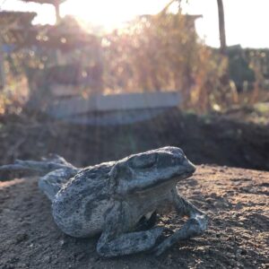 Diego Muñoz Instagram - S de sapo, de sol.