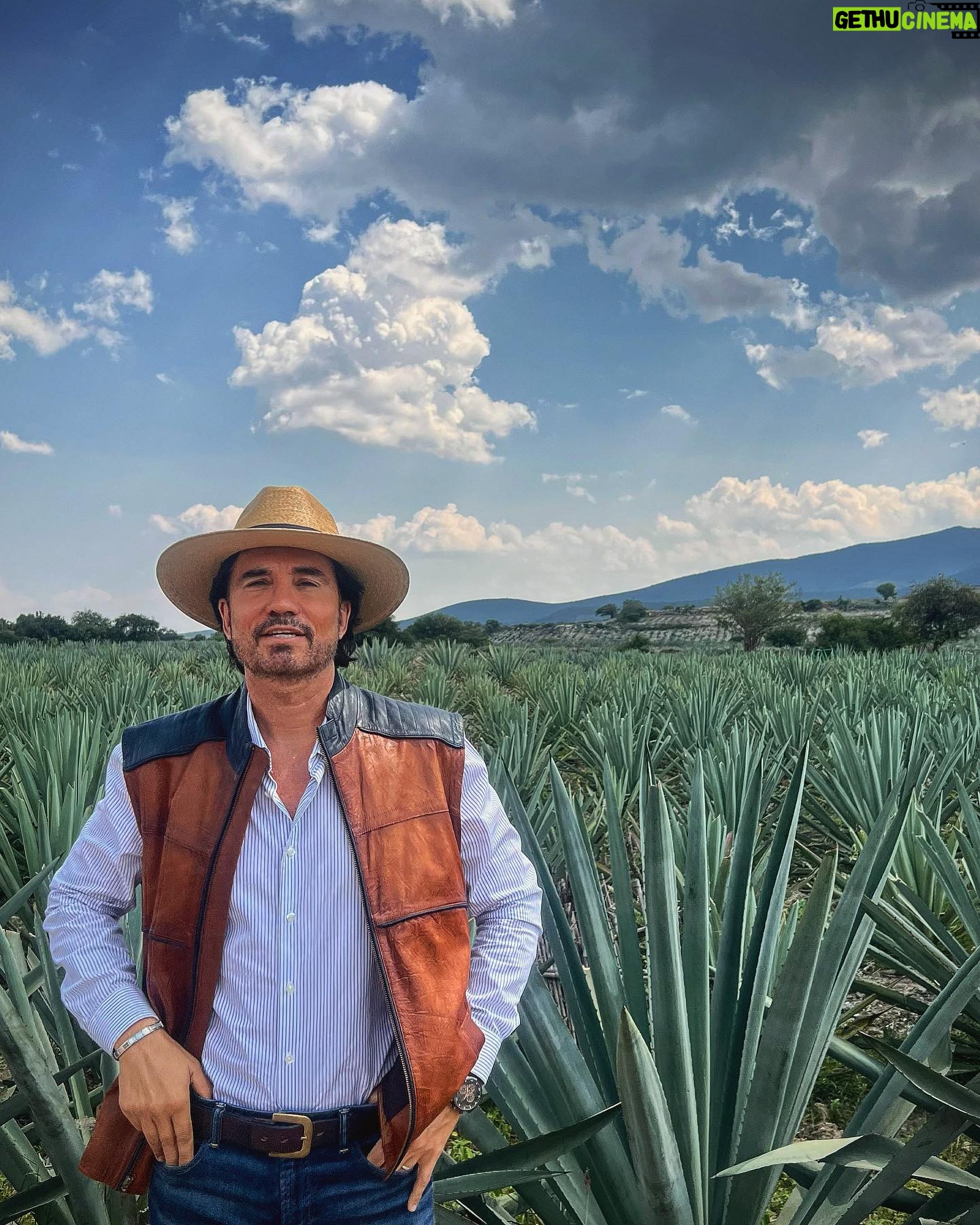 Diego Olivera - 2.7K Likes - En México el maguey posee un gran simbolismo debido a que combina tradición y cultura, mismas que le han otorgado un valor patrimonial muy importante. El agave también conocido como maguey es una planta de origen mexicano, tomando el vocablo griego Agavos, que significa “ilustre o admirable”. Es para mi un honor estar frente a un símbolo relevante en la cultura de Mexico 🇲🇽 Mis respetos 💪🏼👍👏👏👏♥️ Además frente a una especie natural que le ofrece a la humanidad tantas variantes de consumo. 👍😉