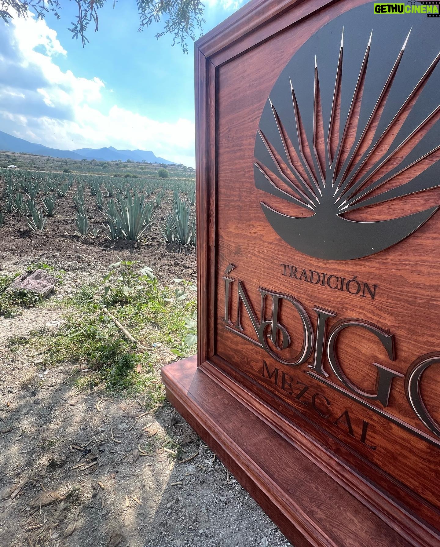 Diego Olivera - 2.7K Likes - En México el maguey posee un gran simbolismo debido a que combina tradición y cultura, mismas que le han otorgado un valor patrimonial muy importante. El agave también conocido como maguey es una planta de origen mexicano, tomando el vocablo griego Agavos, que significa “ilustre o admirable”. Es para mi un honor estar frente a un símbolo relevante en la cultura de Mexico 🇲🇽 Mis respetos 💪🏼👍👏👏👏♥️ Además frente a una especie natural que le ofrece a la humanidad tantas variantes de consumo. 👍😉