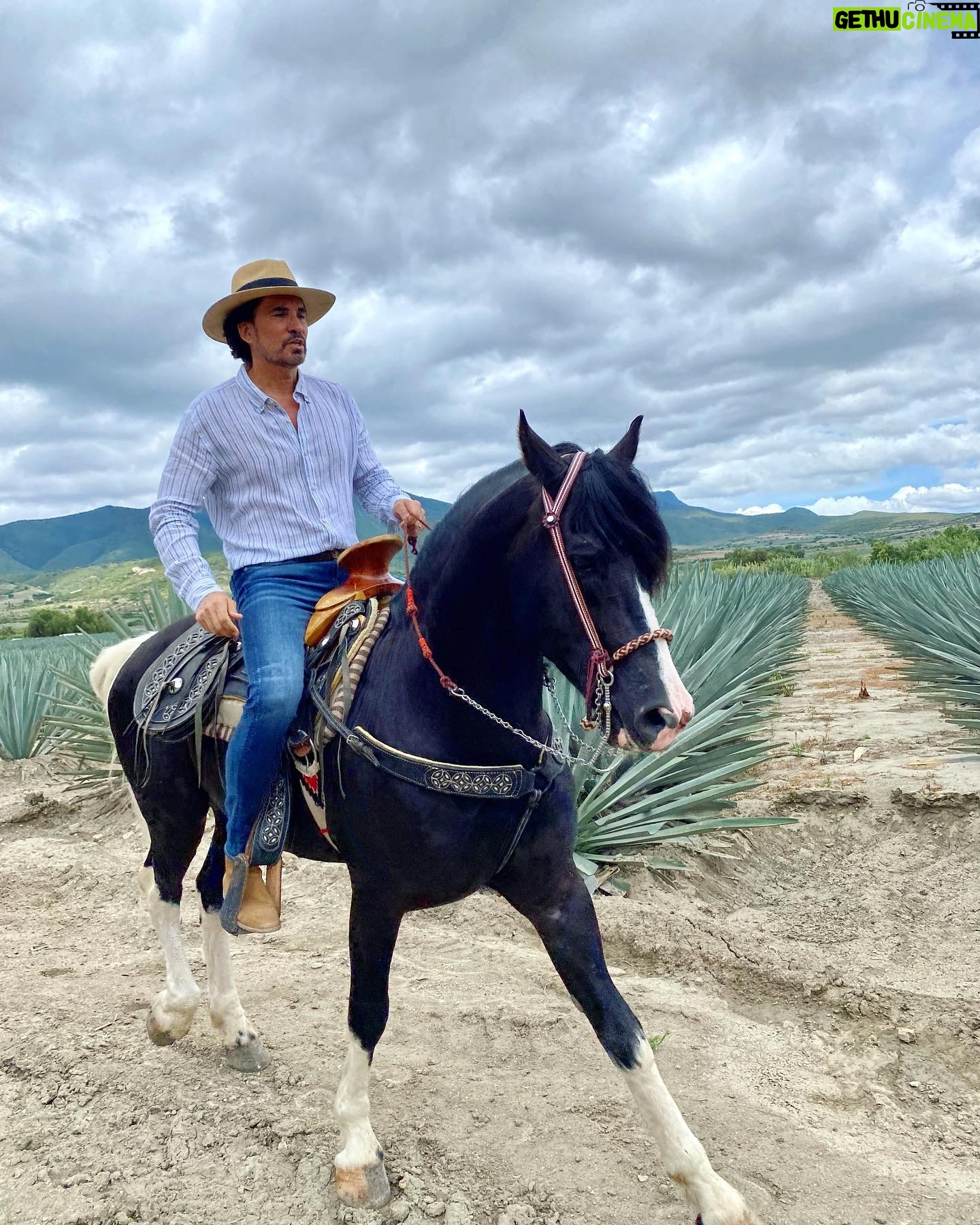 Diego Olivera - 2.9K Likes - Arcángel es bello pero además un placer pasear con él. @nadiecomotu.tv 🎬📽️ 🎥 la producción le dio a #chema un socio de vida noble y fiel. 👍👏👏👏