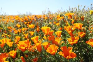 Dilan Gwyn Instagram - #Tbt to around this time last year when I was prancing around a poppy field in California. I'll have to settle for field full of dandelions in Sweden this year instead. 🌼
⠀
#Poppies #PreRona #CoronaTimes