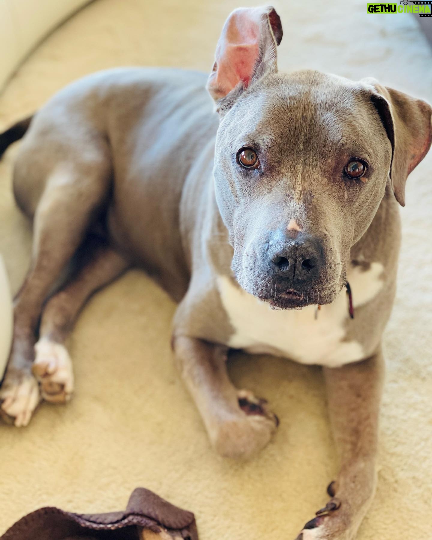 Dilshad Vadsaria - 365 Likes - Sometimes her ear stays propped up and I’m ok with that. ❤️#dogsofinstagram