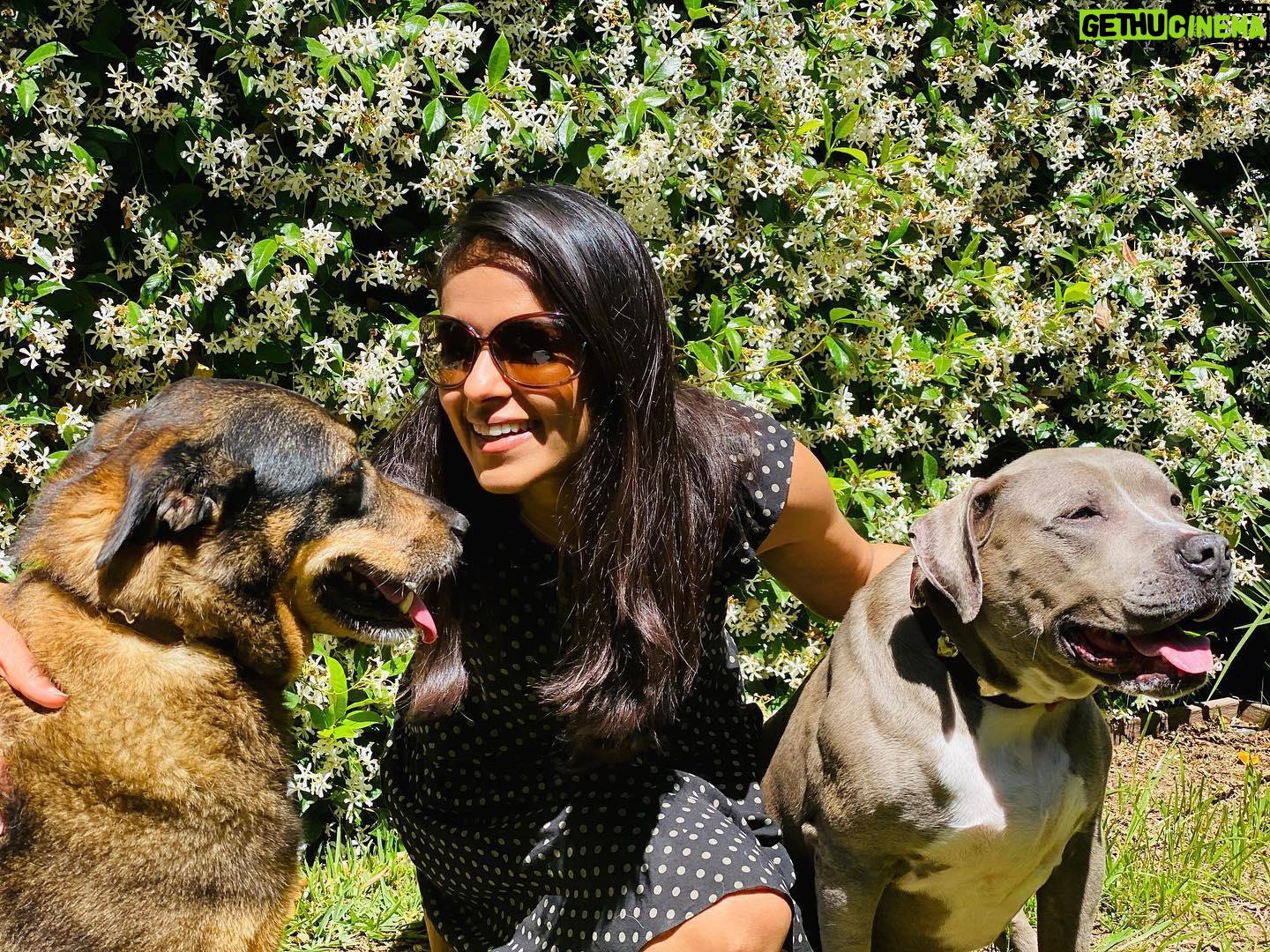 Dilshad Vadsaria - 891 Likes - Called for a photoshoot. No one cared. ā¤ļø them to no end still. #rescuedogs #nationaldogday #adoptdontshop