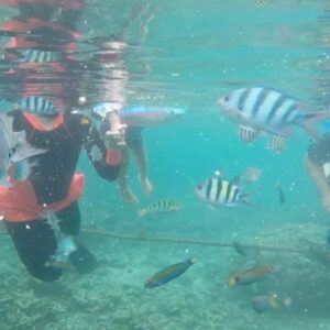 Dimas Aditya Instagram - Pahawang photo dump 2.

Pantai di pulau sekitarnya cocok buat ngelatih sensory anak karena pasirnya lembut dan cukup bersih. Kalo buat snorkling/diving site sebenernya bagus, tapi sayang sering ketemu spot yang rusak dan sampah. Cuma buatku tetep sangat menyenangkan karena aku suka laut. Dari berempat yang snorkling, ujung-ujungnya cuma sendirian aja (seperti biasa) haha.. untung ditemenin @gass_nusantara yang sabar nungguin saya berenang ke sana ke mari, minta cariin spot bagus lainnya. 
Overall, visit Pahawang oke juga gaes buat hilang hiling.. udah makin mudah terjangkau apalagi sejak tol Sumatera jadi.