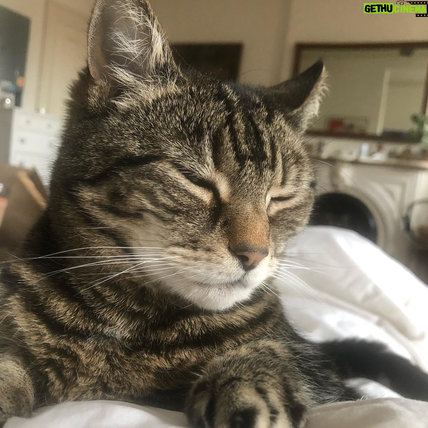 Dolly Wells - 0.9K Likes - Valerie gets up early, puts a little eyeliner round the tip of her nose and then waits patiently for me to wake and be astonished by the natural beauty of my ‘sleeping’ cat.