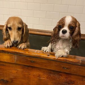 Dolly Wells Instagram - Morris & Etta 🛁❤️