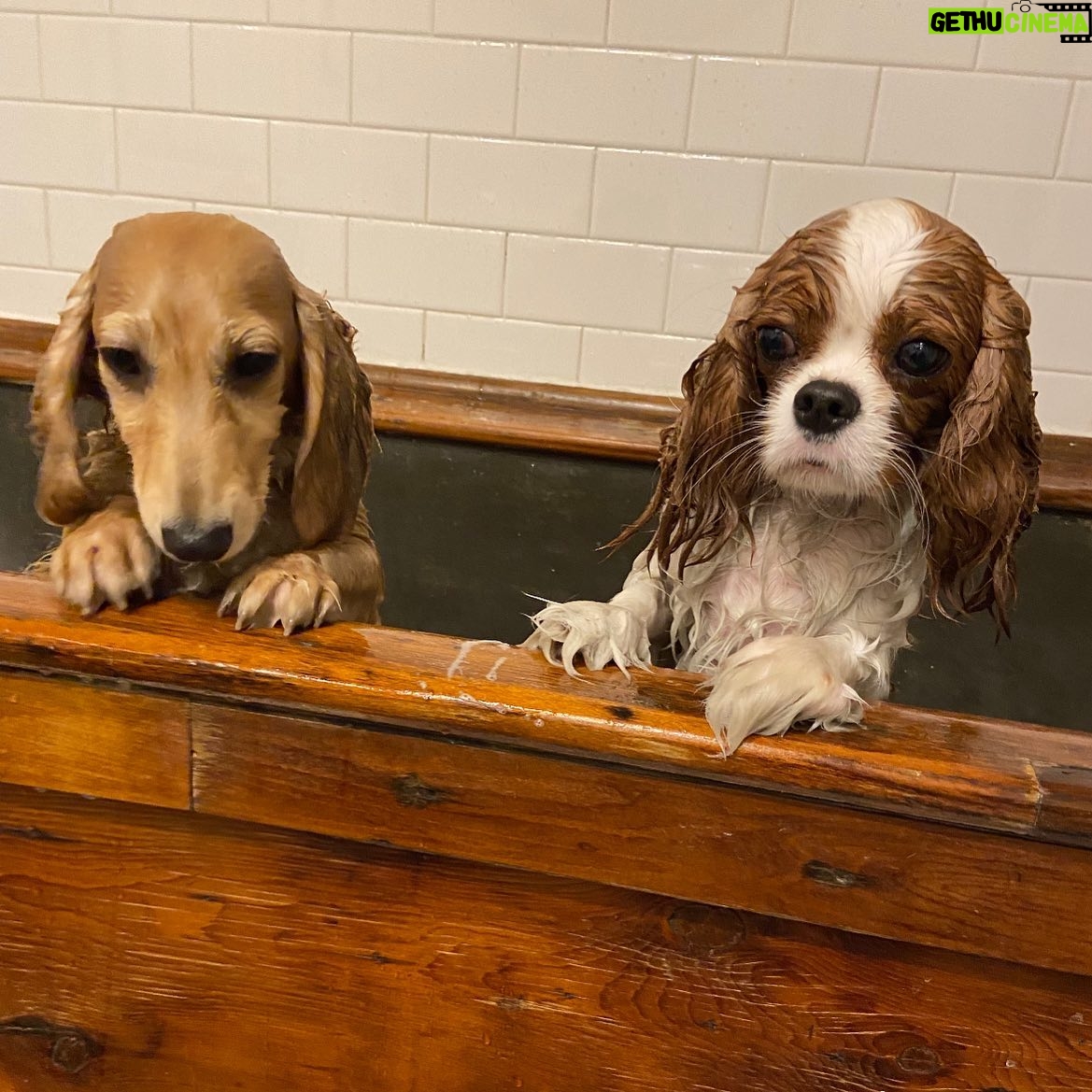 Dolly Wells - 1.1K Likes - Morris & Etta 🛁❤️
