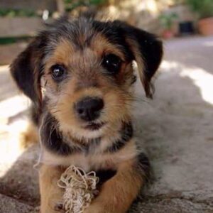 Dominick Alaimo Instagram - 🐶💕