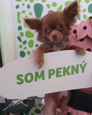 Dominika Richterová Instagram - Leo včera na diskusií v @id_klub v Nitre 🍀💚🐶 Užil si to naplno;)) Okrem toho, že je podľa ipečkárov "pekný" je od nich aj parádne vymojakný😍🐶💚🍀 #ipcko @ipcko #idklubnitra #idklub