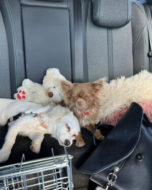 Dominika Richterová Instagram - #milujem #mackovia #stvornohelasky #babatka #doglover #puppylove #doglife #dogsiblings #love #animals