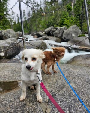 Dominika Richterová Instagram - #trip #hightatras #vysoketatry #mydogs #animal #tourist