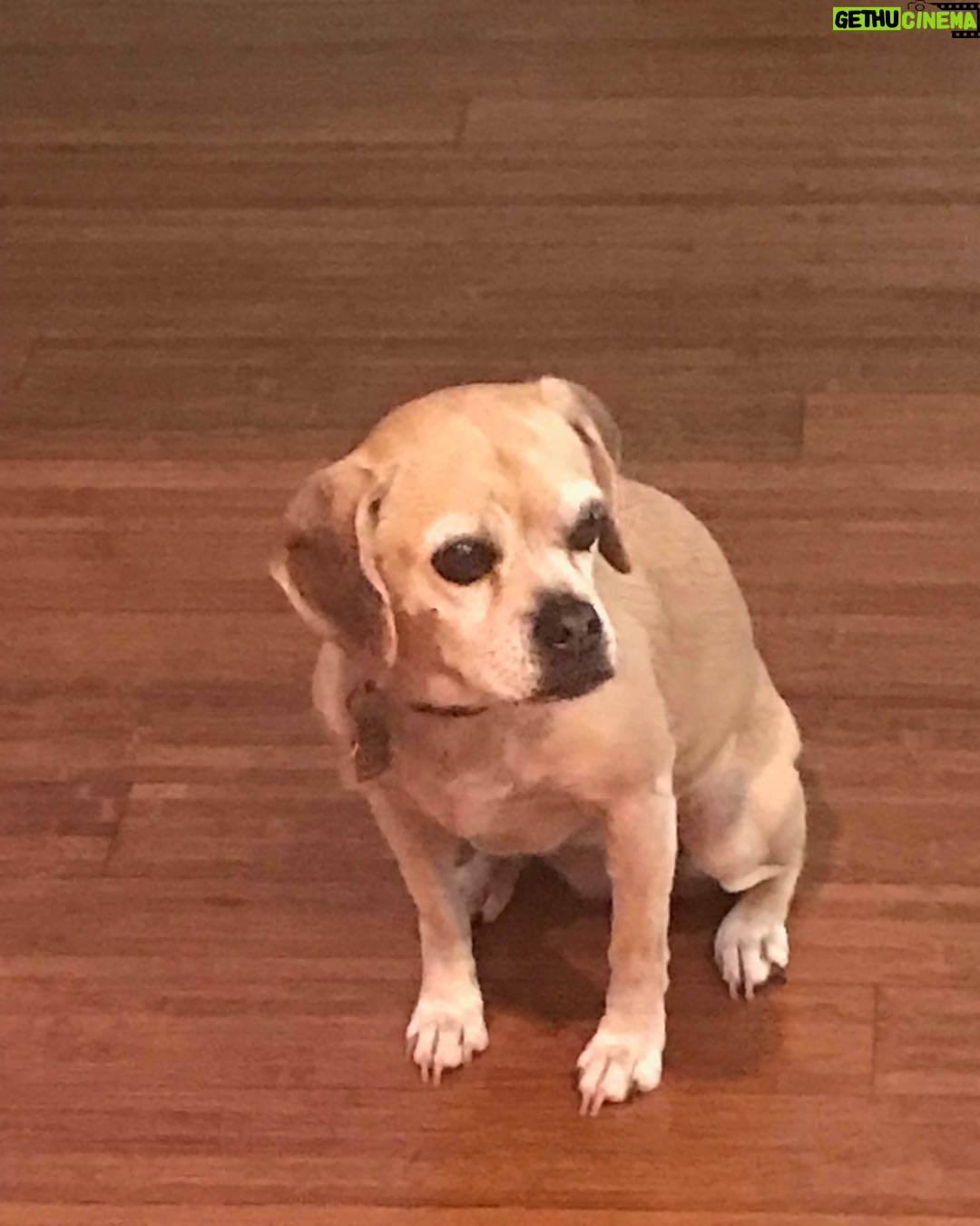 Don Cheadle - 29.4K Likes - "what?! i was looking over there .." yeah, right. like i don't know what being outflanked means ... #nvrtrustadog