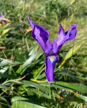 Don Johnson Instagram - How ‘bout Mother Earth!...I mean, c’mon Iris!!
