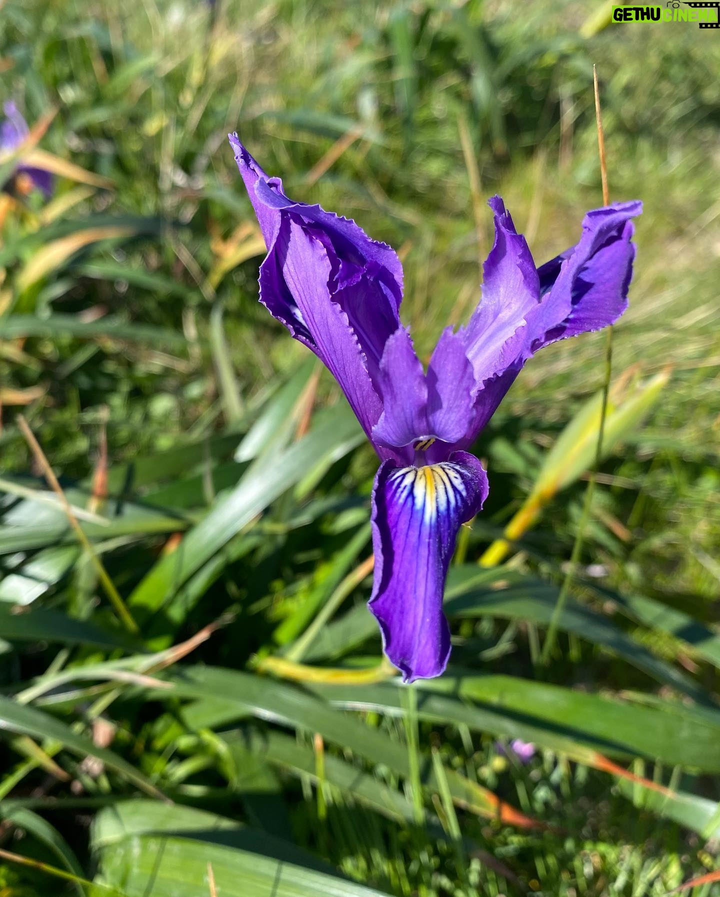 Don Johnson - 13.2K Likes - How ‘bout Mother Earth!...I mean, c’mon Iris!!