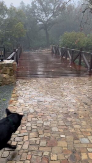Don Johnson Instagram - Okay,…this is a real rain storm. ☔️ y’all stay safe. 🙏🏻 Love you’s 🌹 #agentdog
