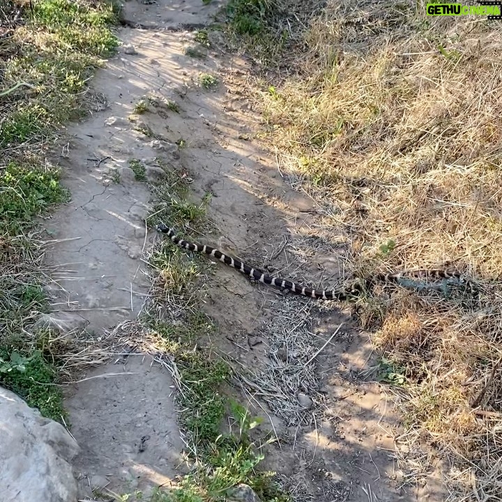 Don Johnson - 19.6K Likes - Okay, tell me what kind of snake this is ??