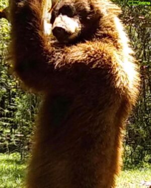 Donal Logue Instagram - Game camera footage Kevin just sent me of a couple of the amazing (and formidable) creatures living in my back yard in Oregon. I’ve had a handful of scary encounters with cougars and bears in the past twenty years, but usually I’m not aware they’re around (but always aware they are watching!).