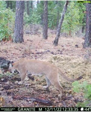 Donal Logue Instagram - Game camera footage Kevin just sent me of a couple of the amazing (and formidable) creatures living in my back yard in Oregon. I’ve had a handful of scary encounters with cougars and bears in the past twenty years, but usually I’m not aware they’re around (but always aware they are watching!).