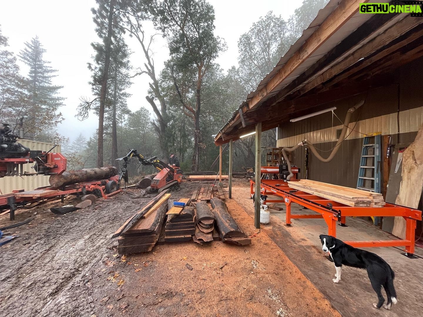 Donal Logue - 2.5K Likes - Milling up some blue-stain pine while @arlowrx gets some sanding done. Loving our @woodmizer mill and slabmizer. It’s a family affair @frisonloguehardwoods. Check out our website frisonloguehardwoods.com