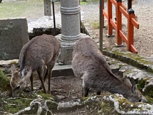 Donguri Instagram - 左の鹿ちゃん🦌、撮られていること分かってるよね？

🎵丸い丸いまんまるい〜盆のようなお日〜さん🎵
オレンジ🍊🧡色！レンズを通すと別の光になる。

プロのカメラマンさんは、瞬間を思いのまま撮れるんやろうなぁ。

石から石まで目を閉じて歩き、辿り着いたら良いことがある。
スタスタサッサ派？ソローリーソローリー派？私は、スタスタサッサ派でした。

毎日奇跡❣️💕
今日も最幸最強❣️💕❤️