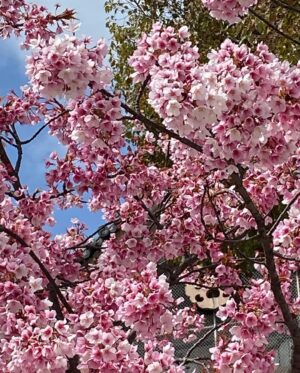 Donguri Instagram - 季節は移り変わっていて、お花屋さんがカラフルになって、山吹、バラ、小手毬、芝桜、色んなところでいろんな花が楽しめて嬉しい。

お花見してる時は、日本に生まれてよかったなあ。と、思う。

大きな木は、地元の方によるとパワースポットで、遠くからもいらっしゃるらしい。

毎日奇跡❣️💕
今日も最幸最強❣️💕❤️
