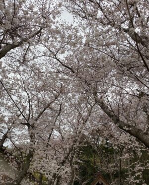 Donguri Instagram - 季節は移り変わっていて、お花屋さんがカラフルになって、山吹、バラ、小手毬、芝桜、色んなところでいろんな花が楽しめて嬉しい。

お花見してる時は、日本に生まれてよかったなあ。と、思う。

大きな木は、地元の方によるとパワースポットで、遠くからもいらっしゃるらしい。

毎日奇跡❣️💕
今日も最幸最強❣️💕❤️